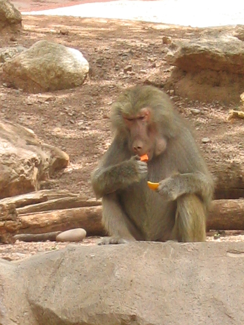 458x617 pixels (188K)